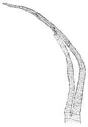 Campylopus clavatus, peristome tooth detail. Drawn from T.W.N. Beckett 1047, CHR 608250.
 Image: R.C. Wagstaff © Landcare Research 2018 